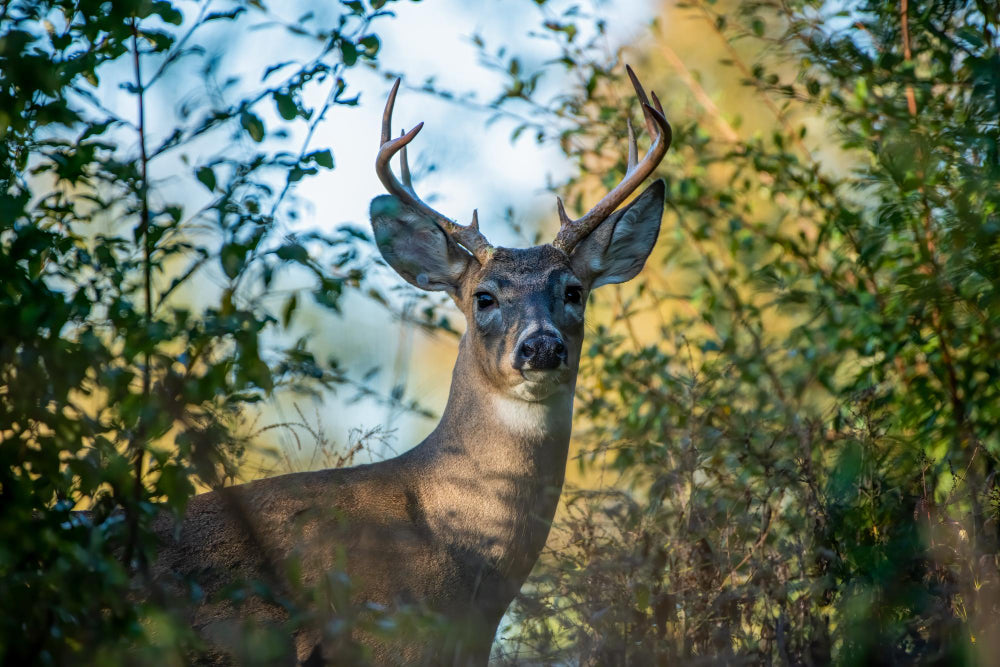 Hunting Cooler Sizes Explained: What Fits and What Doesn't